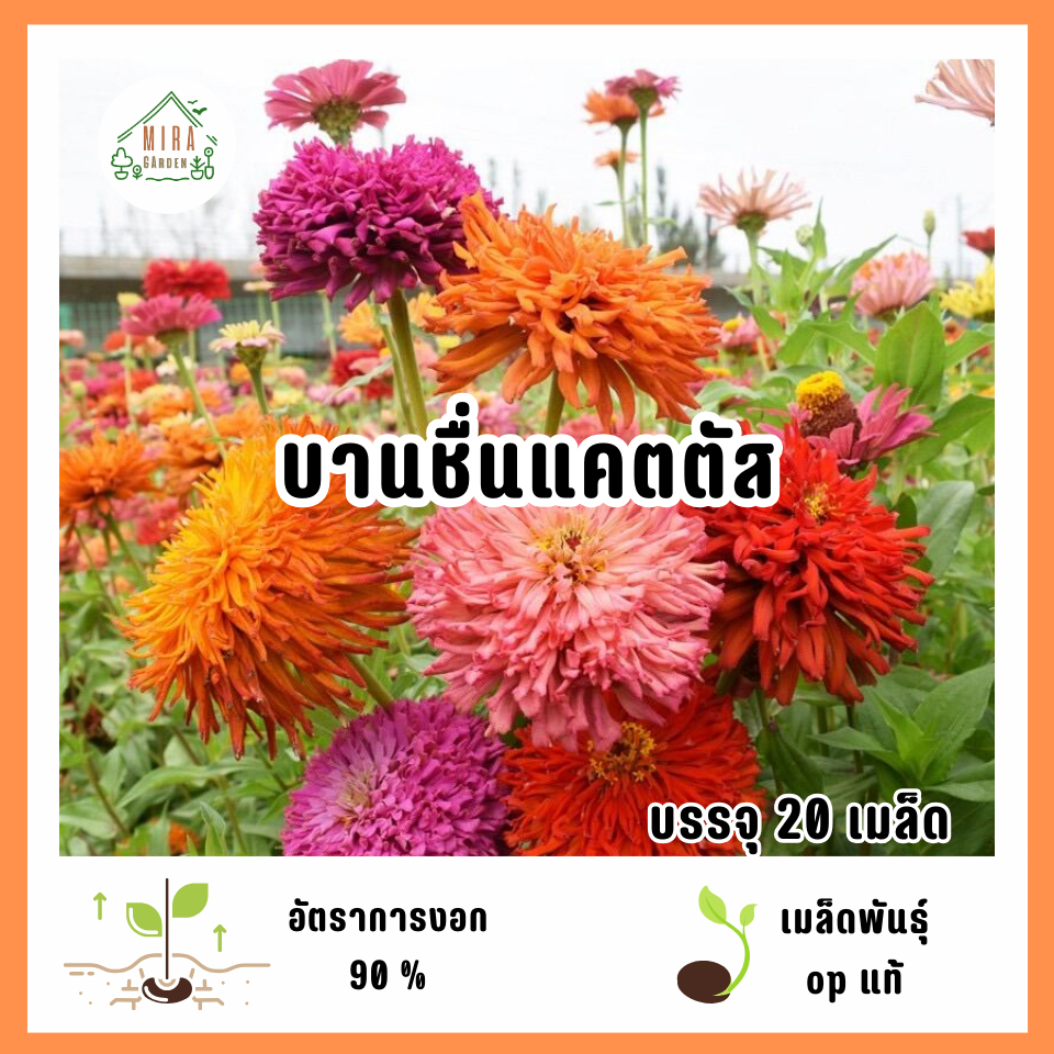 เมล็ดพันธุ์ดอกบานชื่นแคคตัส 20 เมล็ด