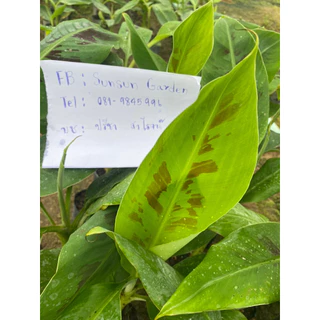 ต้นพันธุ์กล้วยหอมคาเวนดิส (จำนวน 10 ต้น)🌿จากแล็บเพาะเลี้ยงเนื้อเยื่อ ปลอดโรคตายพราย แข็งแรง พร้อมลงดินได้
