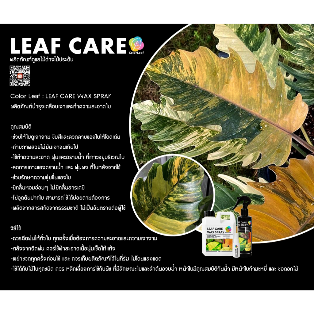Color Leaf : LEAF CARE SUPER REFILL ชุดผลิตภัณฑ์ ทำความสะอาดเคลือบเงาใบไม้ บำรุงเร่งหน่อ และ ปูนทาแผลป้องกันเชื่อรา - รูปที่ 3
