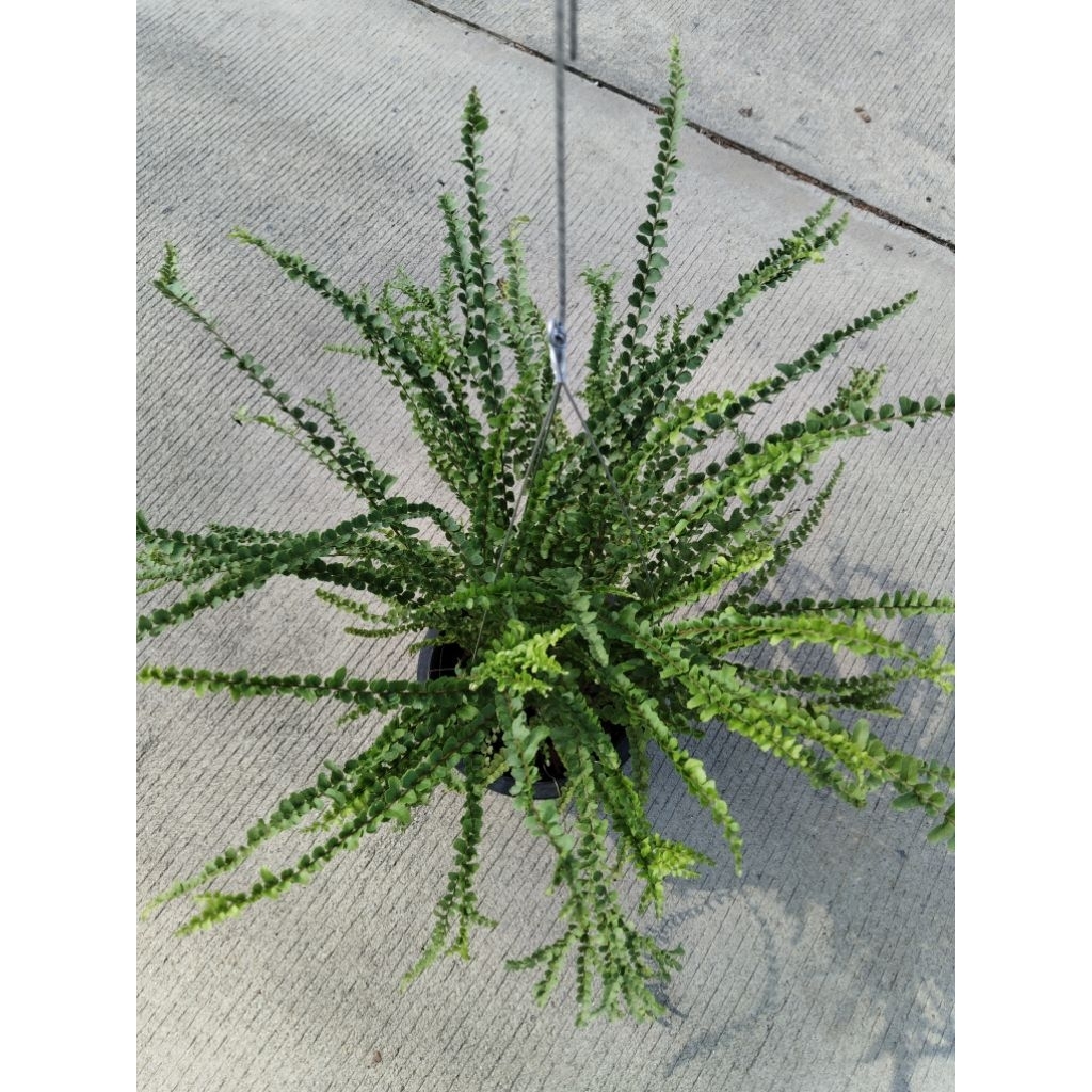 เฟิร์นเกล็ดหอย กูดเบี้ย Pigmy Sword Fern