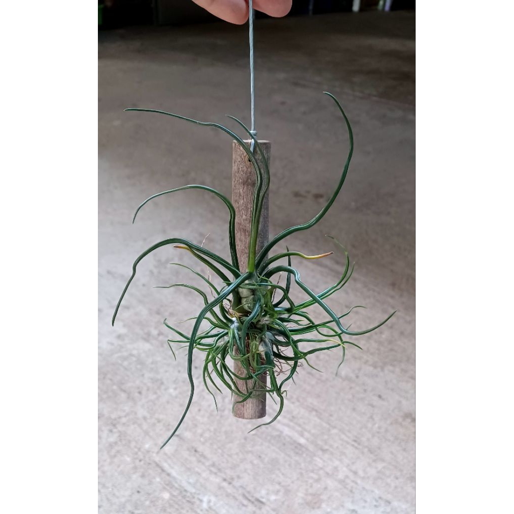 Tillandsia bulbosa hanging airplants