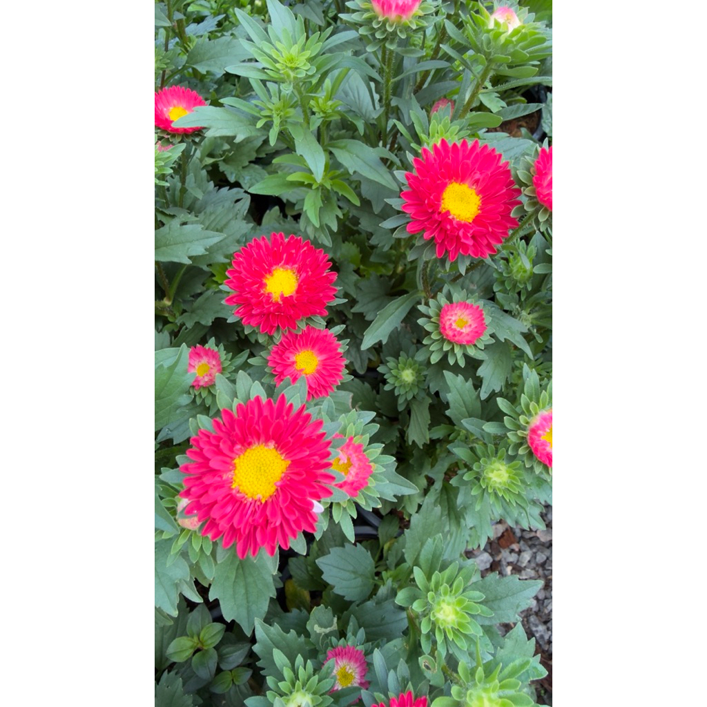 ต้นดอกเอสเตอร์สีม่วง/สีแดงชมพูกระถาง 5-6นิ้ว ไม้ดอกทนแดด สีสวย
