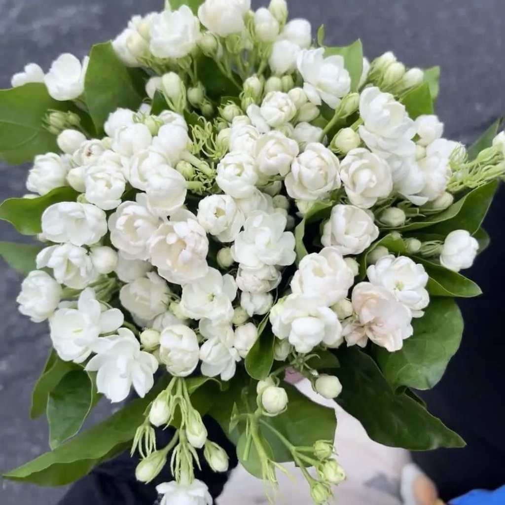 เมล็ดดอกมะลิแพ็ค 15 เมล็ดดอกมะลิเมล็ดพืชสวนดอกไม้ในร่มพืชจ รูปที่ 2