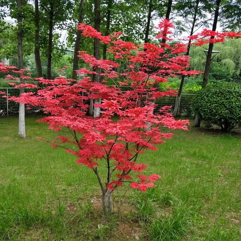 10 เมล็ด Japanese Red Maple Tree Seeds for Planting ใบเมเปิ้ลญี่ปุ่น เมล็ดพันธุ์คุณภาพดี