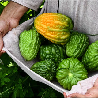 มะระ🌱มะระทุกสายพันธุ์📌10แถม1🎯ถูกที่สุด10 บ.🎯เมล็ดพันธุ์มะระรวมทุกสายพันธุ์🌱ปลูกง่าย☘️โดไว🌱ลูกดก☘️ทานอร่อย🌱เมล็ดออแกนิก