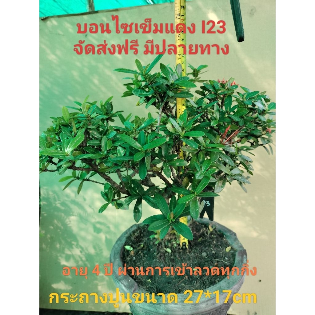 บอนไซเข็มแดง I23 (Ixora)