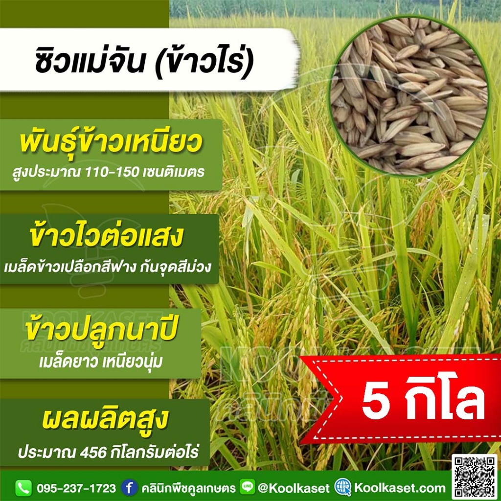เมล็ดพันธุ์​ข้าว​ ข้าวเหนียวไร่ ซิวแม่จันทร์ พันธุ์ใหม่ นาปี นิยมปลูก สภาพไร่ หอม เหนียวนุ่ม 5 กก. คูลเกษตร ไรซ์ KR165