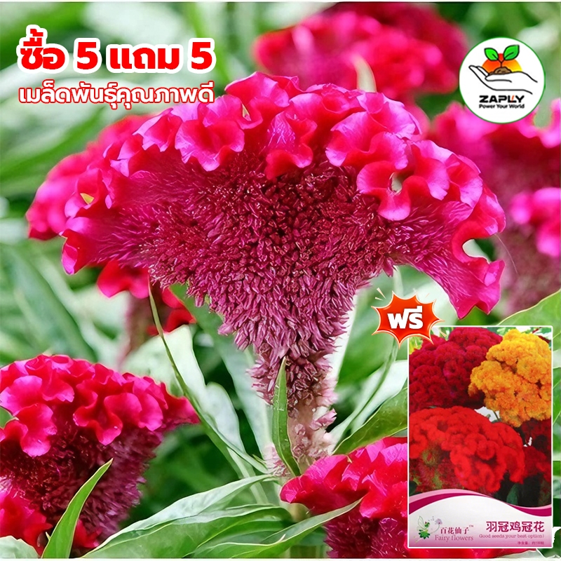 เมล็ดพันธุ์ ดอกหงอนไก่บรรจุ 100 เมล็ด คละสี【ซื้อ 5 แถม 5 ฟรี】