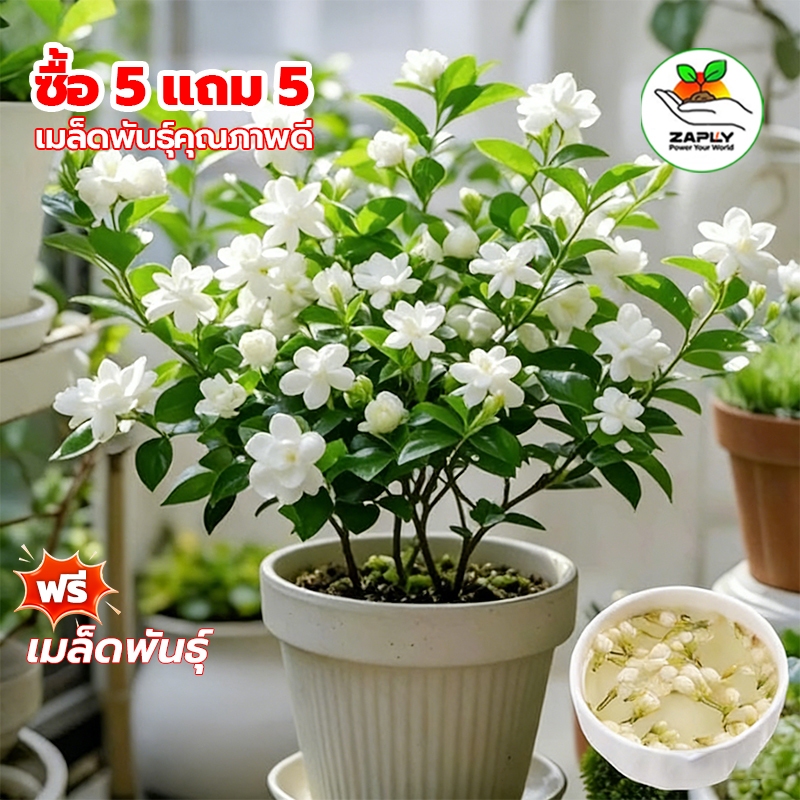50เมล็ด/ซอง ต้นมะลิ เมล็ดพันธุ์ เมล็ดดอกไม้ Fragrant White Jasmine Seeds Jasmine Flower Seeds【ซื้อ 5 แถม 5 ฟรี】