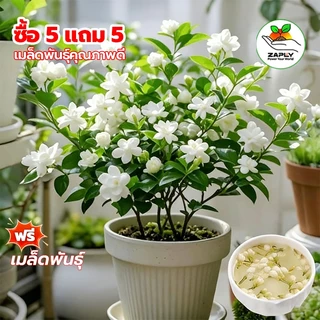 50เมล็ด/ซอง ต้นมะลิ เมล็ดพันธุ์ เมล็ดดอกไม้ Fragrant White Jasmine Seeds Jasmine Flower Seeds【ซื้อ 5 แถม 5 ฟรี】