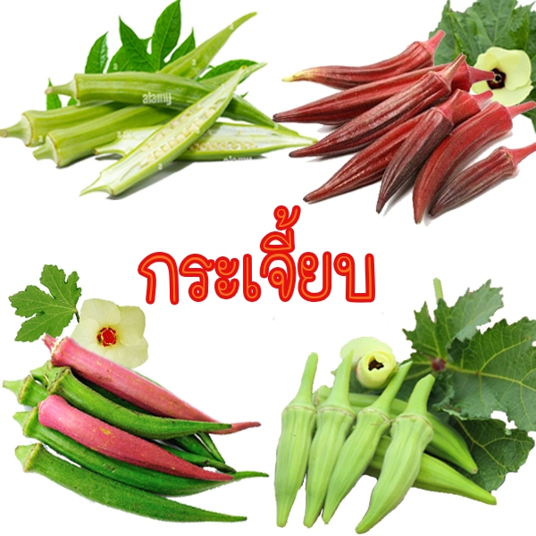 กระเจี้ยบ📌ทุกพันธุ์📌10แถม1🎯ถูกที่สุด10บ.🎯เมล็ดพันธุ์กระเจี้ยบ5-10 เมล็ด👉 ☘️งอกง่าย🌿อายุยืน3ปี++🌿ทนแล้ง👉ทานอร่อย