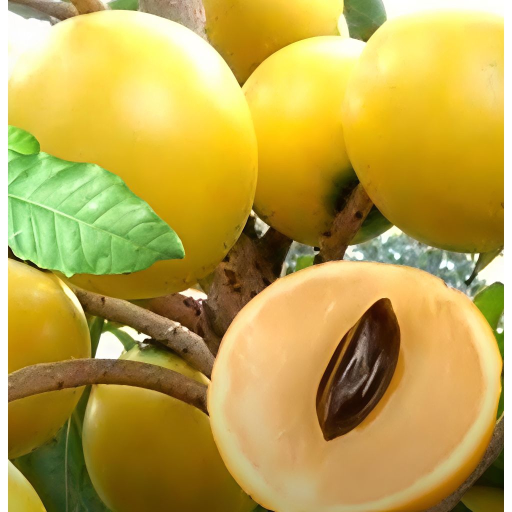 Abiu Taiwan Tree ต้นเอบิวไต้หวัน สูงช่วง 30–40 cm เนื้อหวานมัน กลิ่นละมุน โตไว ใช้เวลาประมาณ 2 ปีในการเริ่มให้ผลผลิต