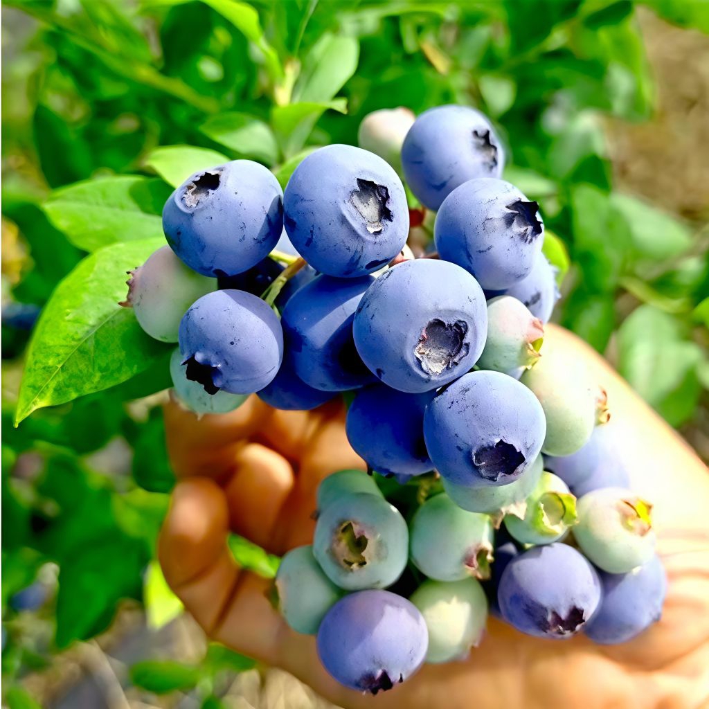 ต้นบลูเบอร์รี่โอนีลต้นนำเข้า O’Neal Blueberry เหมาะกับอากาศร้อนในไทย