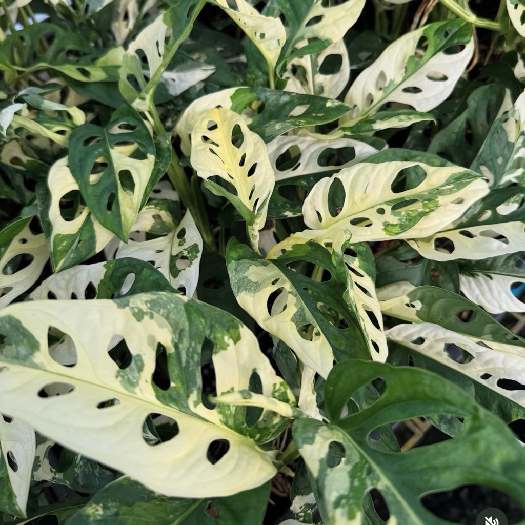 พลูฉลุด่างขาว monstera adansonii albo variegated