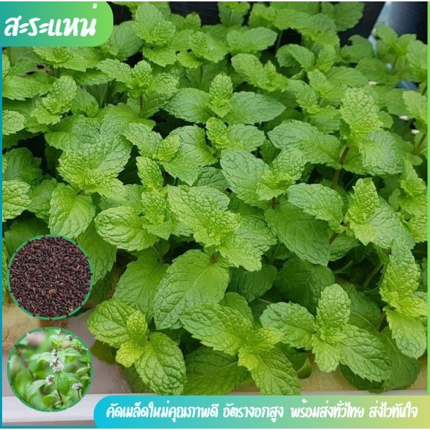 เมล็ดพันธุ์ผักสะระแหน่ซองละ200-300เมล็ด