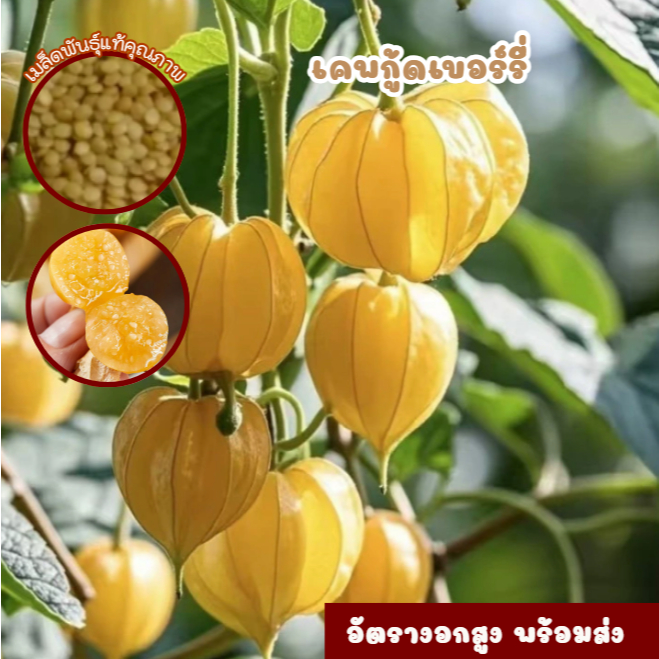 เมล็ดพันธุ์เคพกู้ดเบอร์รี่ ซองละ 60 เมล็ด