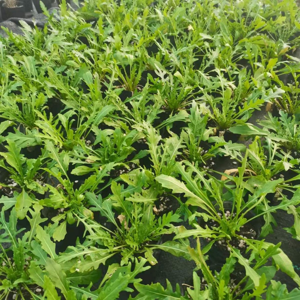 400 เมล็ด เมล็ดพันธุ์ อลูกูล่า ร็อคเก็ต Arugula Rocket F1 Seeds