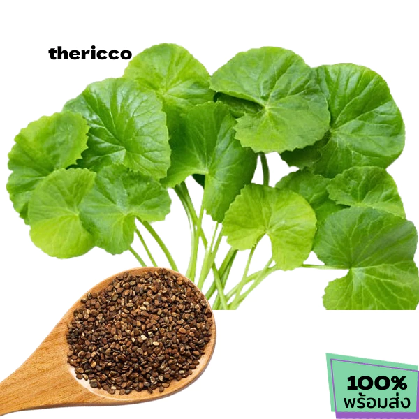 เมล็ดพันธุ์ใบบัวบก บรรจุ 100 เมล็ด