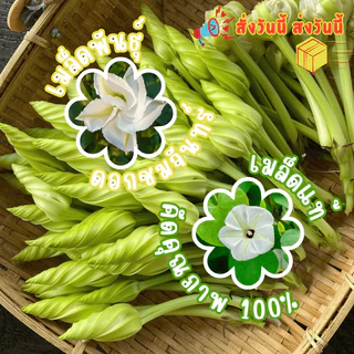 เมล็ดพันธุ์ ดอกชมจันทร์ 1ซองมี 10เมล็ด