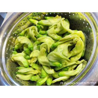 ต้นดอกแคขาว เพาะเมล็ด ต้นสมบูรณ์แข็งแรง นิยมกินดอกลวกกินกับน้ำพริก ทำพัดน้ำมันหอยก็อร่อย และยังมีประโยชน์ทางยาอีกด้วย