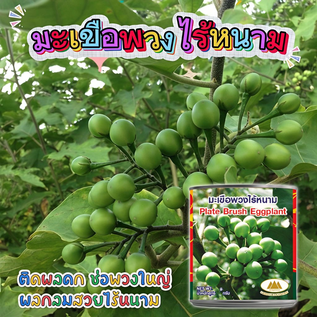 เมล็ดมะเขือพวงไร้หนาม ตราภูเขาทอง ขนาด50กรัม Plate Brush Eggplant เมล็ดพันธุ์มะเขือพวง