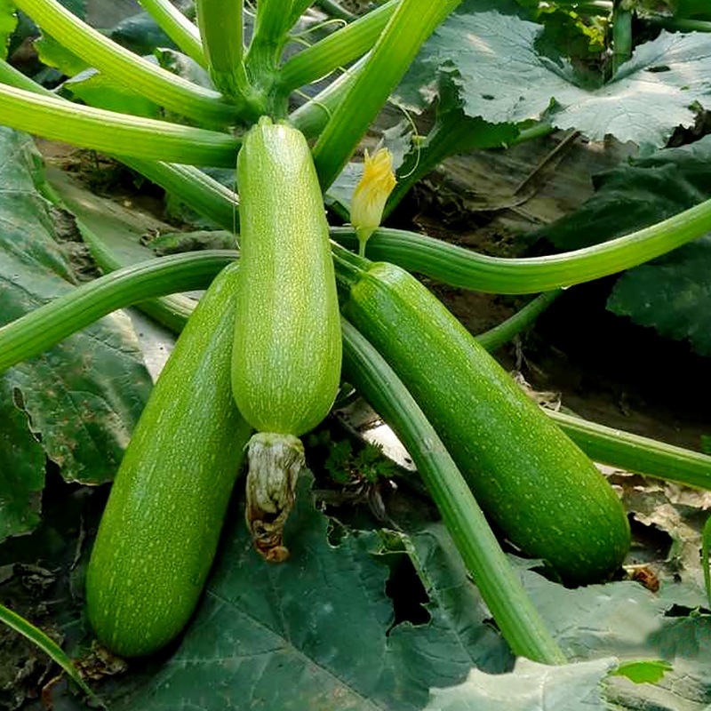 เมล็ดพันธุ์ ฟักทอง ซูกินี เกรย์ Gray Zucchini Squash Seed 8 เมล็ด คุณภาพดี ของแท้ 100%