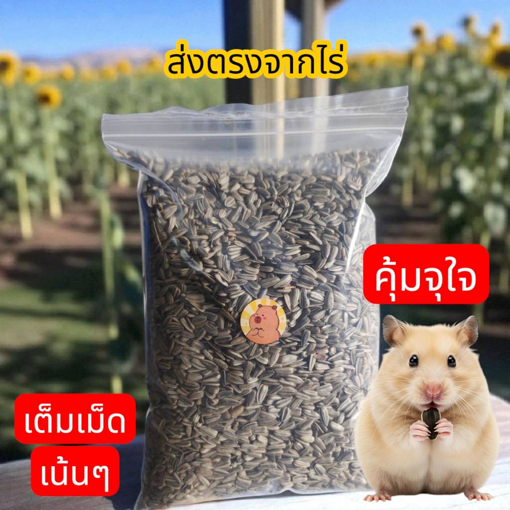 เมล็ดทานตะวันลาย 500 g. ,200g., 1 kg.อาหารนกแก้ว นกเล็ก เเละนกขนาดกลาง อาหารแฮมเตอร์ เเละสัตว์ฟันเเทะ พร้อมส่ง ด่วน