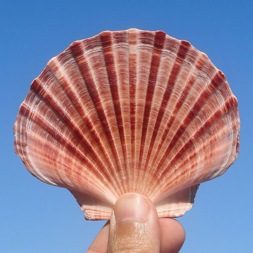 iceland scallop shell หอยเชลล์ไอซ์แลนด์แบน 9-13cm For BBQ, decoration, sashimi and sushi plates