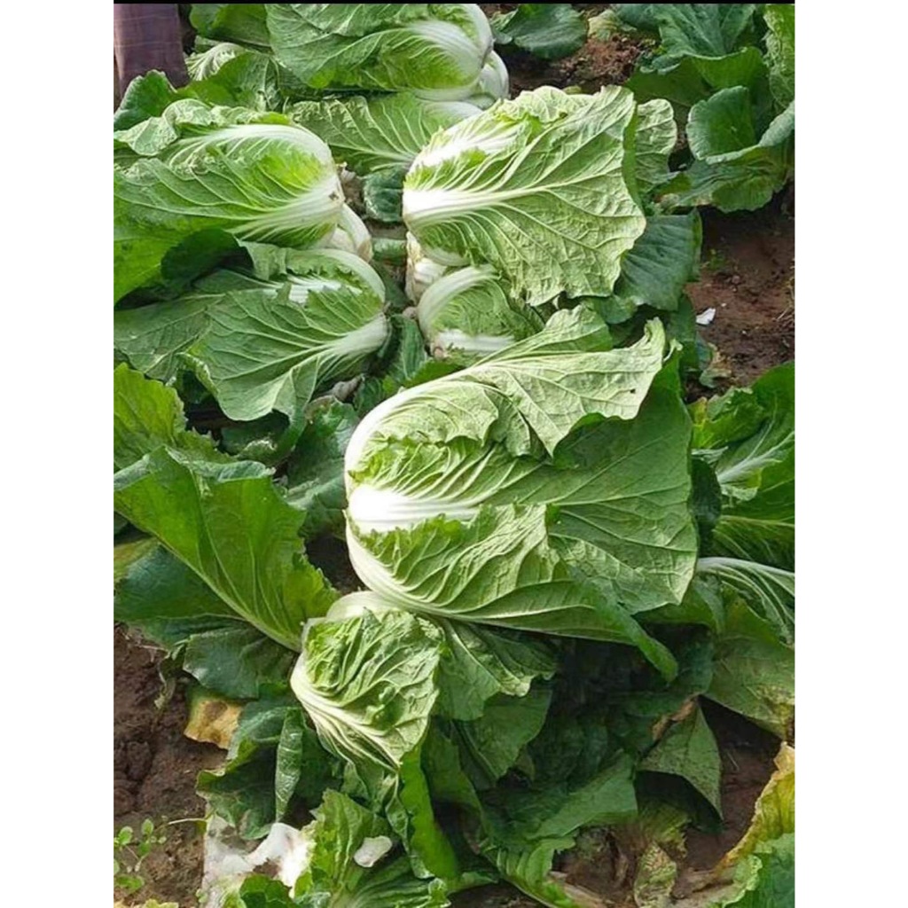Chinese Cabbage Seeds 200เมล็ด/แพ็ค ของแท้ 100% ปลูกง่าย อัตรางอกสูง เมล็ดกะหล่ำปลีจีน Organic Vegetable Seeds for Plant - รูปที่ 4