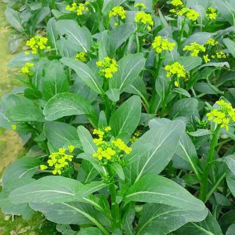 พืชผัก (300เมล็ด) Green Choy Sum Seeds คะน้าฮ่องกง การปลูกแบบมีประสิทธิภาพสูง เมล็ดพันธุ์งอกเร็ว