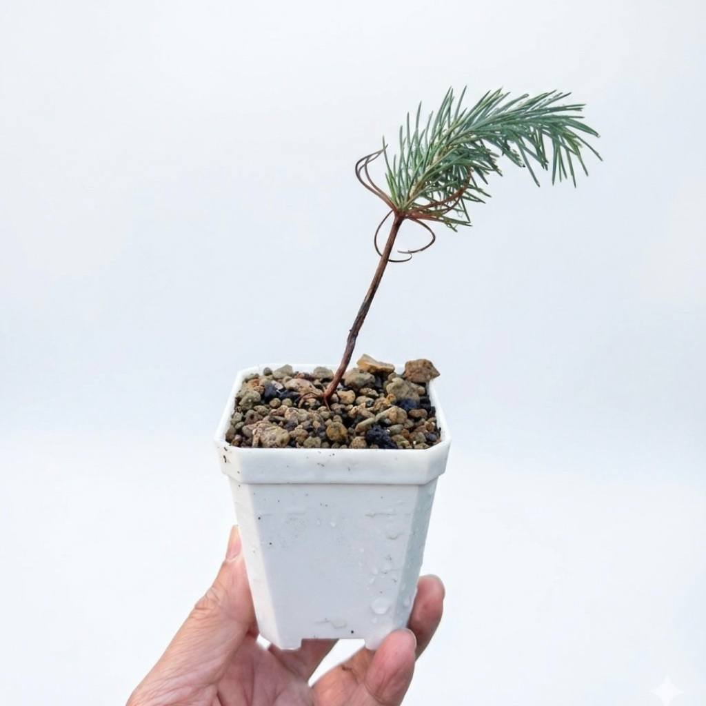 ต้นสน ต้นไม้ ต้นกล้า ซีดาร์หิมาลัย Cedrus deodara