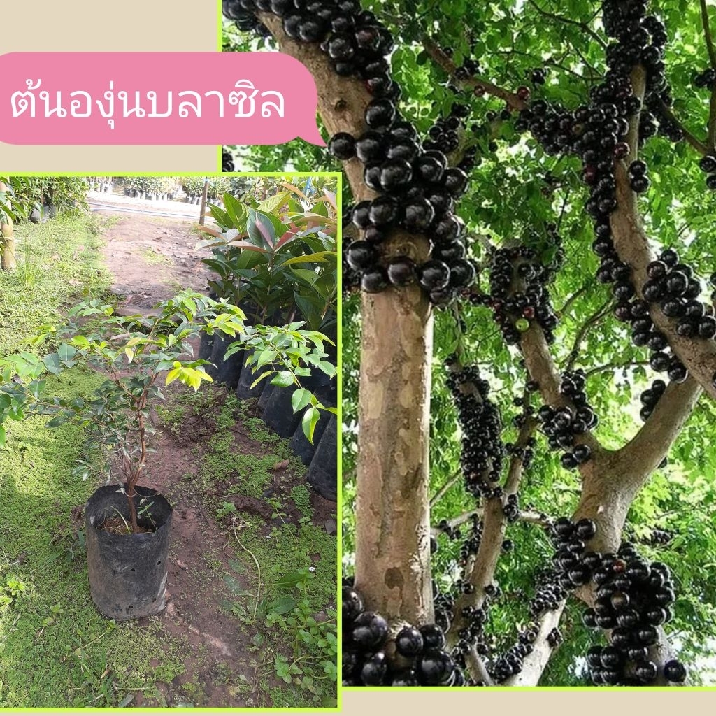 ต้นองุ่นบราซิลแดง60ซม.