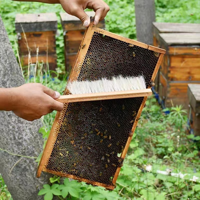 ถูก🎉อุปกรณ์การเลี้ยงผึ้ง เสื้อกันผึ้งต่อย ชุดจับผึ้ง ระบายอากาศได้ดี หมวกจับผึ้ง แปรงกวาดผึ้ง ป้องกันผึ้งถุงมือกันผึ้ง - รูปที่ 6