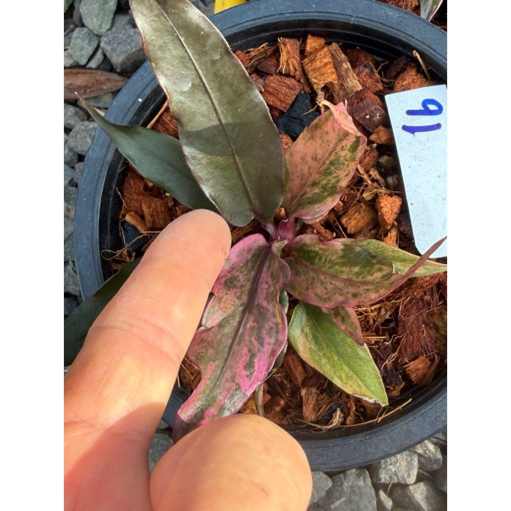 โชคเก้าชั้นด่างดำชมพูม่วง(ไม้หน่อ)Anthuruimhybrid - รูปที่ 4