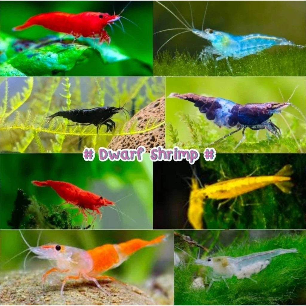อุปกรณ์เสริมทำความสะอาดตู้กุ้งแคระ(14ชิ้น22ชิ้น)มีประกันระหว่างจัดส่ง