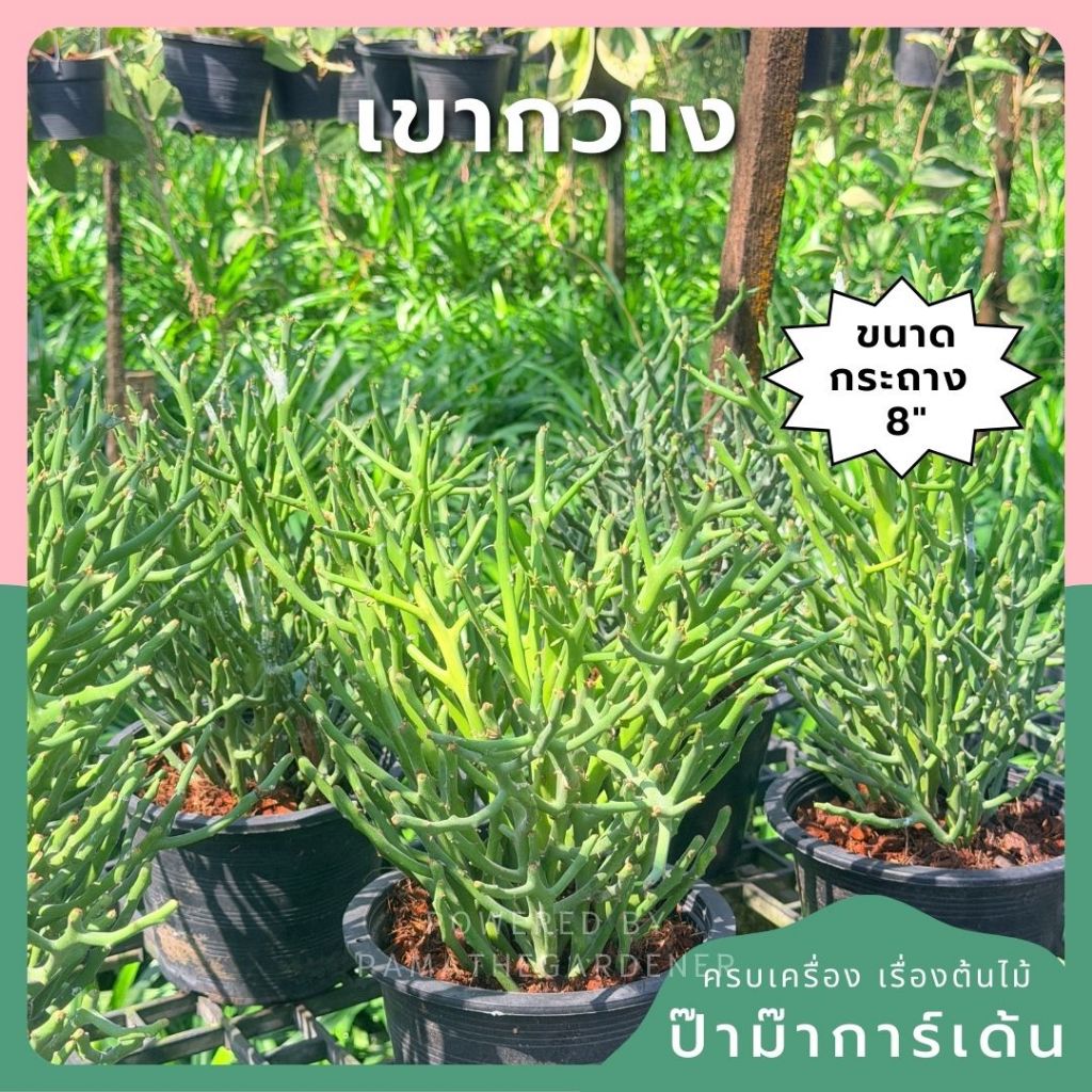 ต้นพญาไร้ใบเขากวาง Euphorbia stenoclada