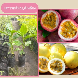 ต้นเสาวรสสีม่วง,สีเหลือง ชุด4ต้น