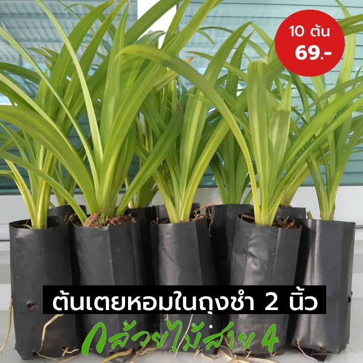ต้นเตยหอม (Pandanus Plant) 10 ต้น ในถุงชำ 2 นิ้ว มีรากแล้วพร้อมลงปลูกทันที