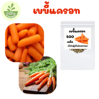 เมล็ดพันธุ์เบบี้แครอท จำนวน 500 เมล็ด