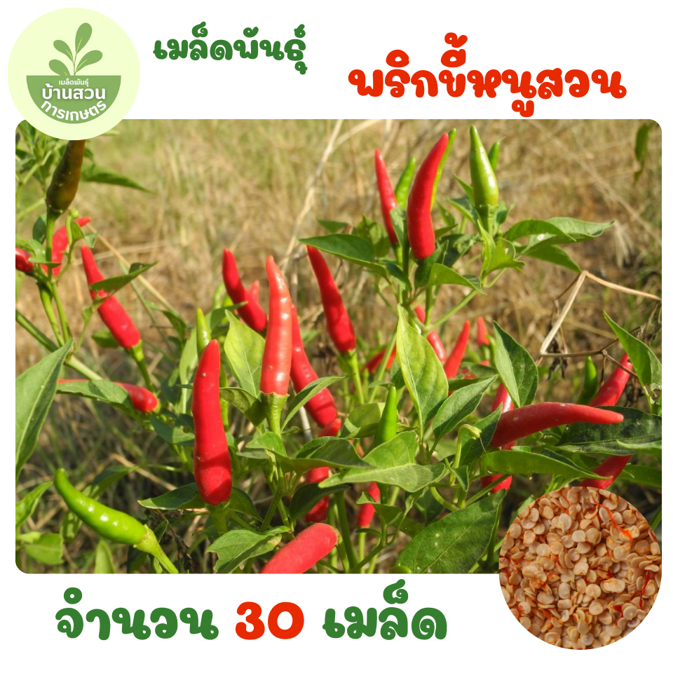 เมล็ดพันธุ์พริกขี้หนูสวน จำนวน 30 เมล็ด
