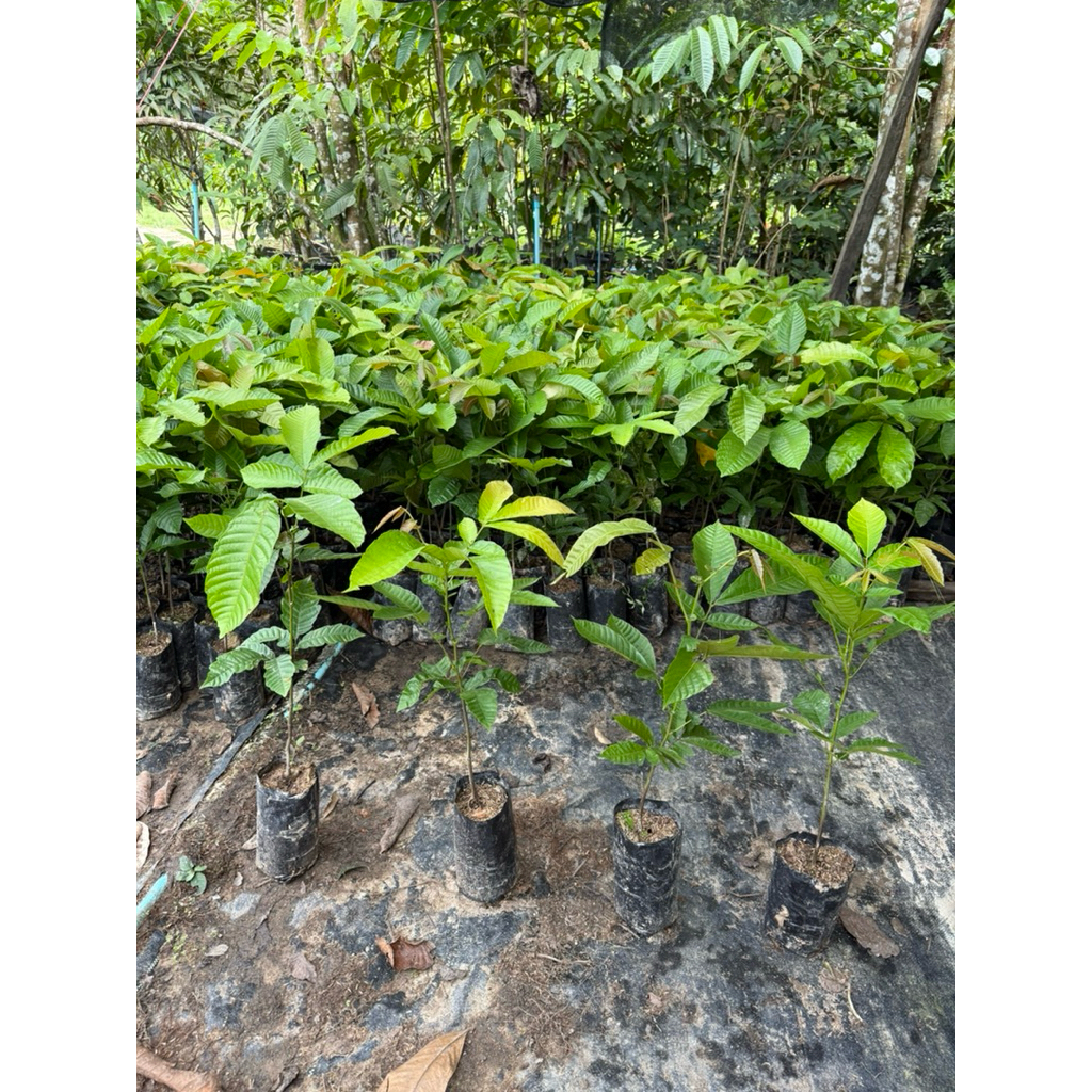 ต้นลำไยคริสตัลได้4ต้น - รูปที่ 3