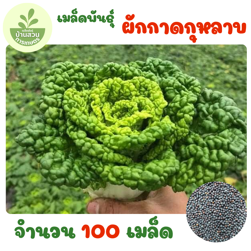 เมล็ดพันธุ์ผักกาดกุหลาบ จำนวน 100 เมล็ด