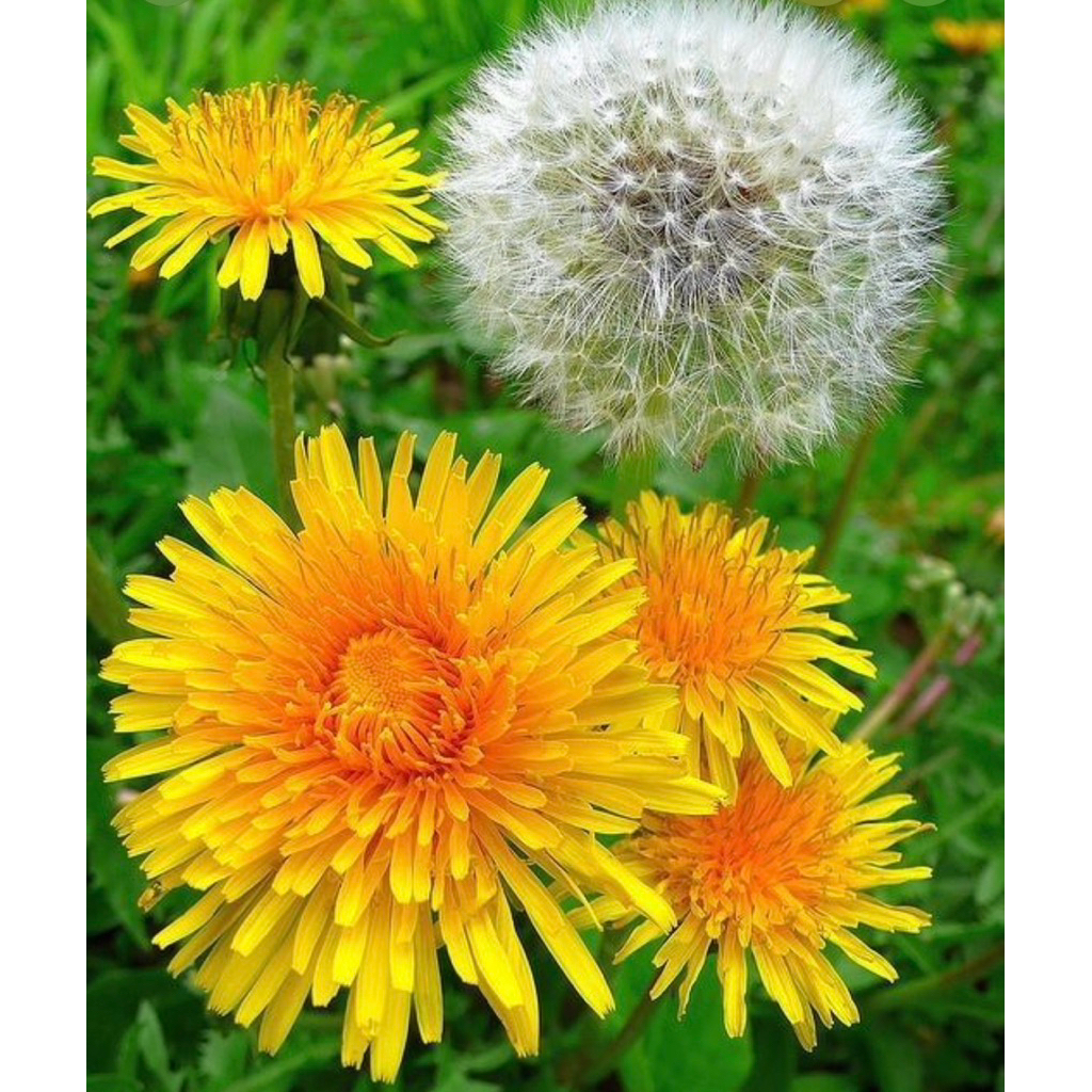 🌱ต้นกล้าดอกแดนดิไลออน🌼ดอกสีเหลืองสวย🪴ปลูกง่ายโตไว🪴พร้อมส่ง