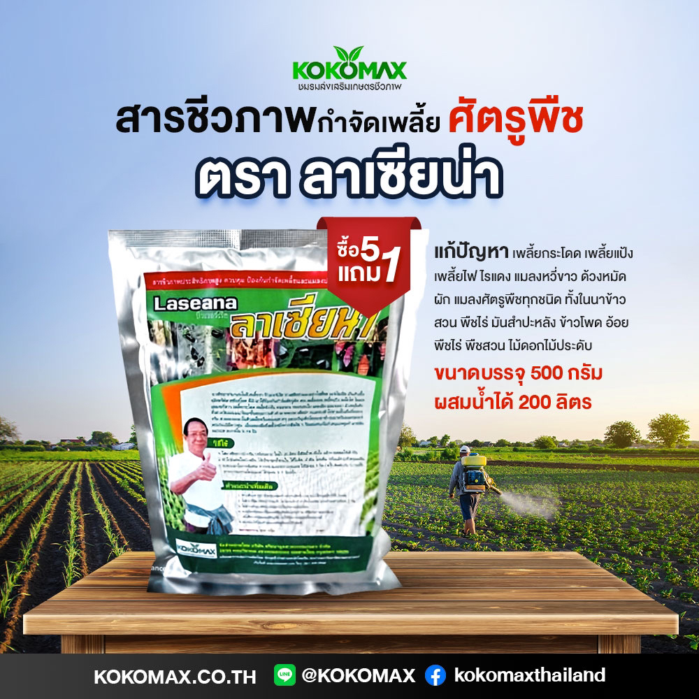 บิวเวอร์เรีย เมธาไรเซียม ตรา ลาเซียน่า LASIANA ชีวภัณฑ์กำจัดศัตรูพืช อย่างดี ซื้อ 5 แถม 1