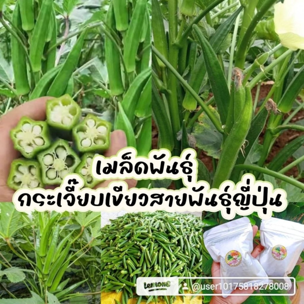 เมล็ดพันธุ์กระเจี๊ยบเขียวสายพันธุ์ญี่ปุ่นตรงตามที่ตลาดต้องการ 100 กรัม 99 บาท