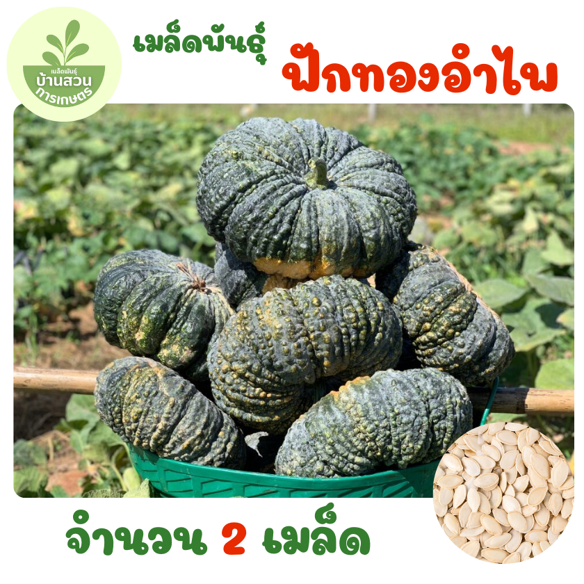 เมล็ดพันธุ์ฟักทองอำไพ จำนวน 50 เมล็ด