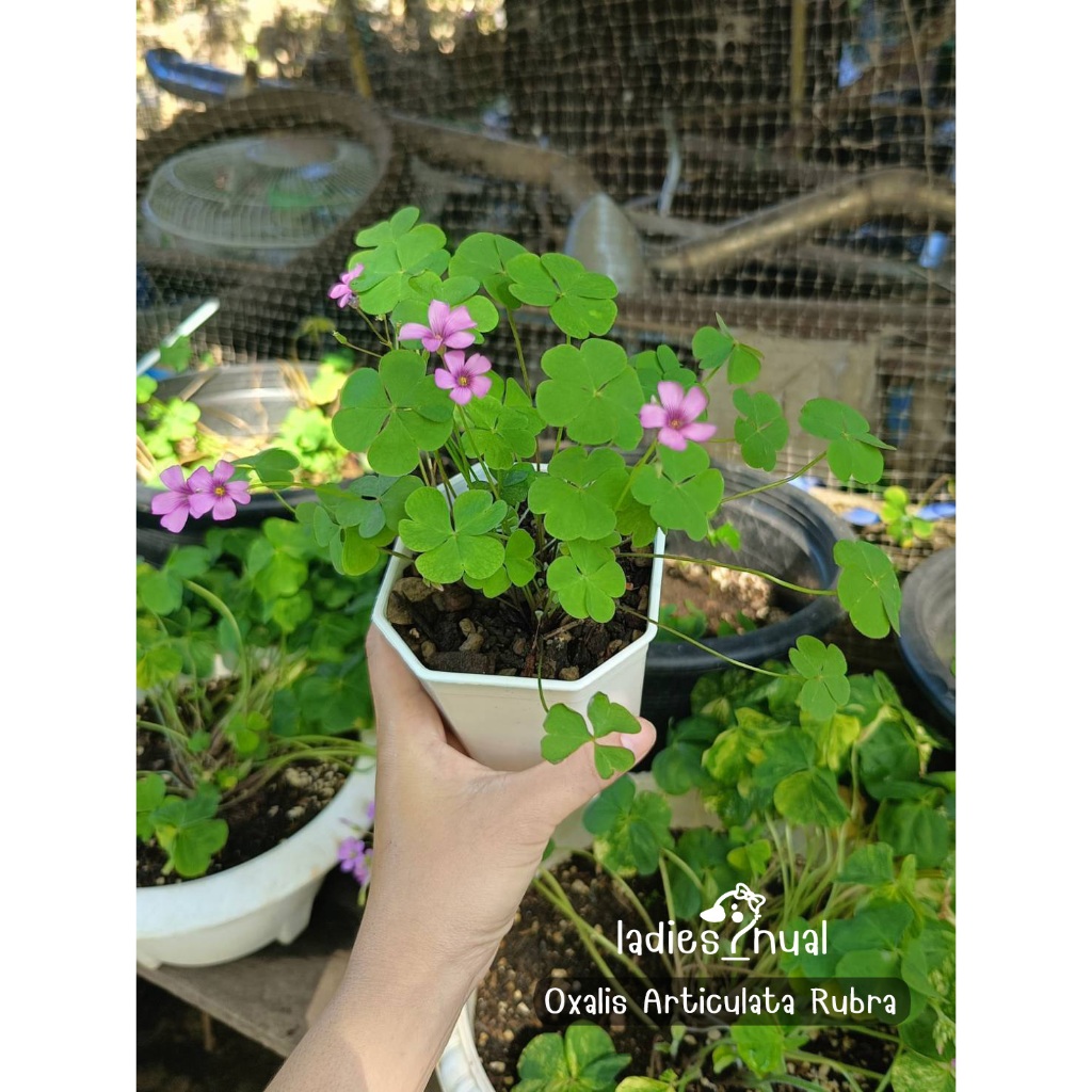 Oxalis Articulata Rubra ดอกสีชมพูต้นเล็ก ๆ ออกดอกเก่งมาก เลี้ยงง่ายมาก