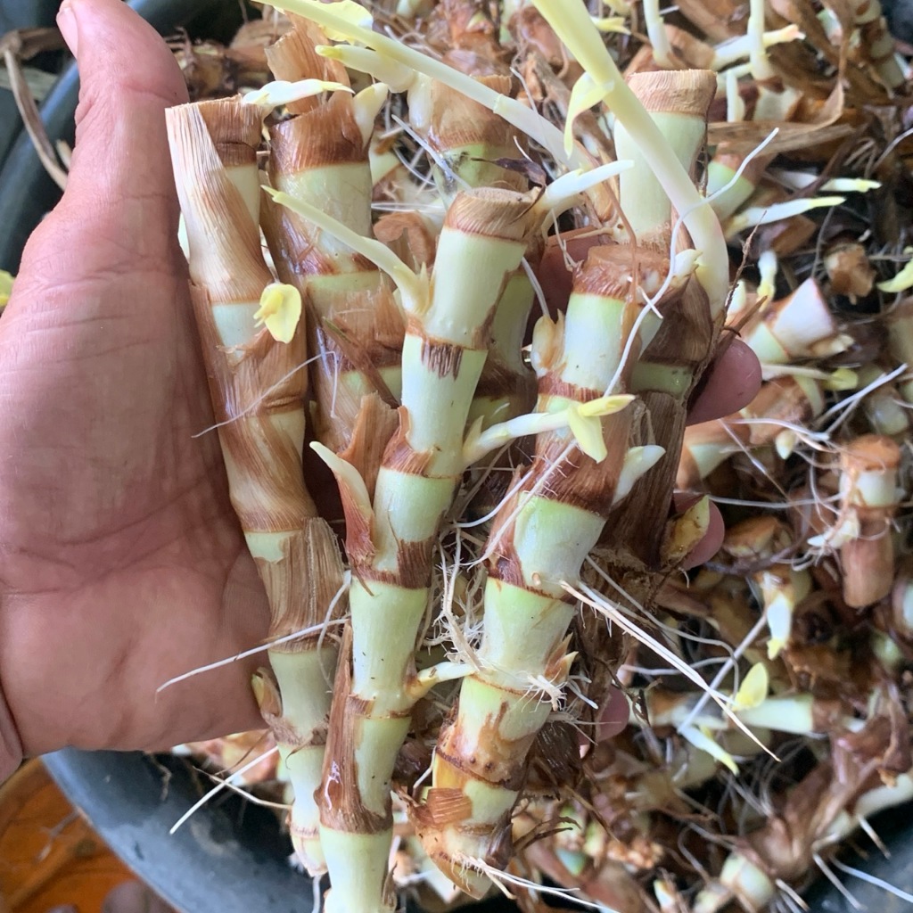 ท่อนพันธุ์ หญ้าหวานอิสราเอล โปรตีนสูง 20% โตไว ตัดได้เร็ว