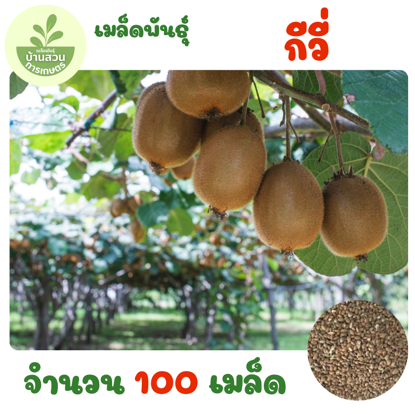เมล็ดพันธุ์กีวี่ จำนวน 100 เมล็ด