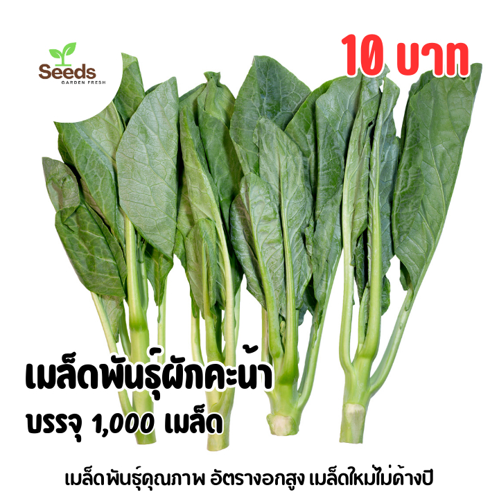 เมล็ดพันธุ์ผักคะน้า บรรจุ 1,000 เมล็ด